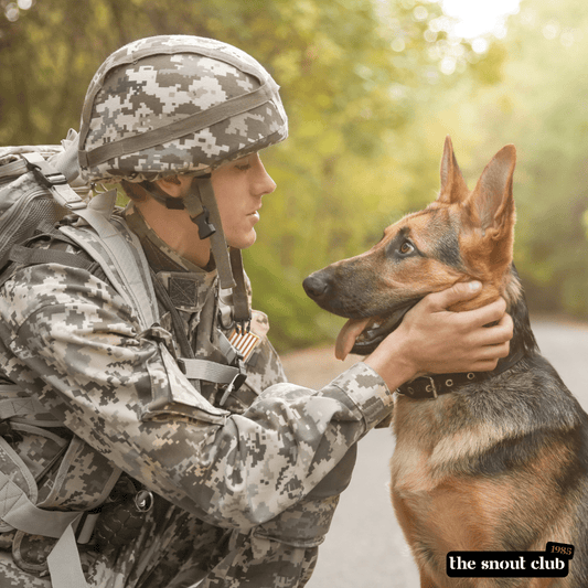 A Soldier and His K9 German Shepherd: Brothers in Arms - The snout club 1985